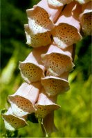 Fingerhut - 8,9/54,0&nbsp;KB