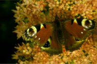 Tagpfauenauge - 8,7/54,1&nbsp;KB